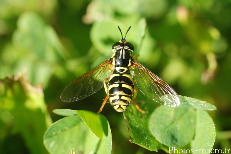 Chrysotoxum elegans